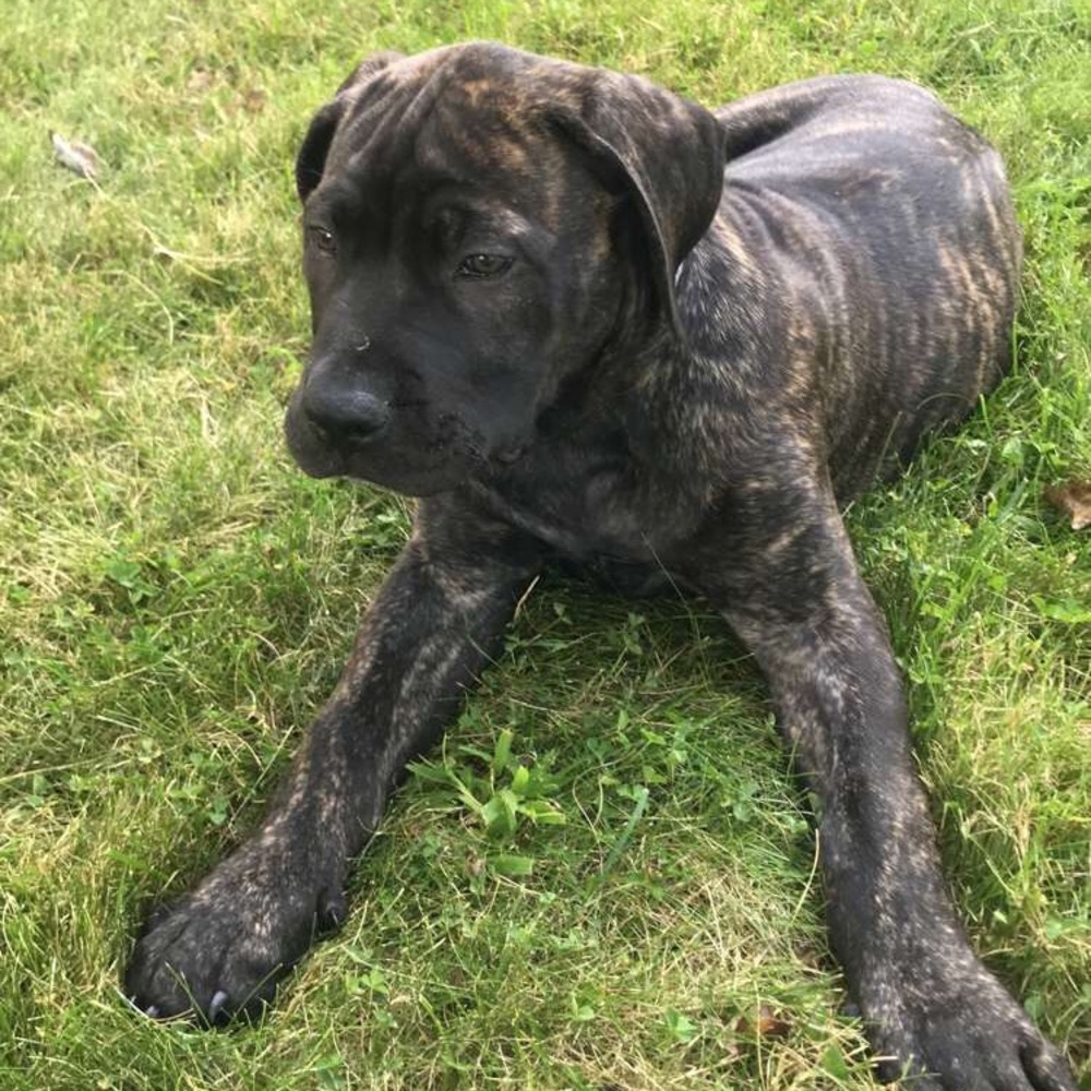 Meet your Posher, Isabelle